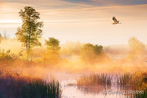 Misty Hutton Creek_28312.jpg - Great Blue Heron (Ardea herodias) photographed at sunrise near Smiths Falls, Ontario, Canada.